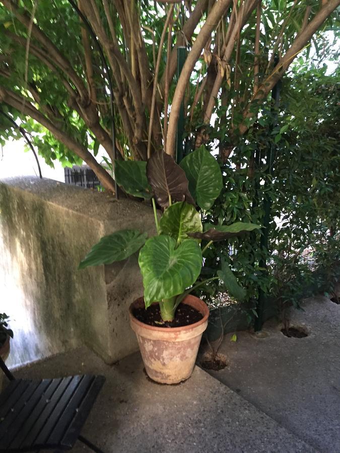 Face Au Palais Bed & Breakfast Avignon Luaran gambar